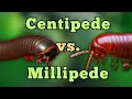 Centipede vs Millipede Don t Mix These Two Up
