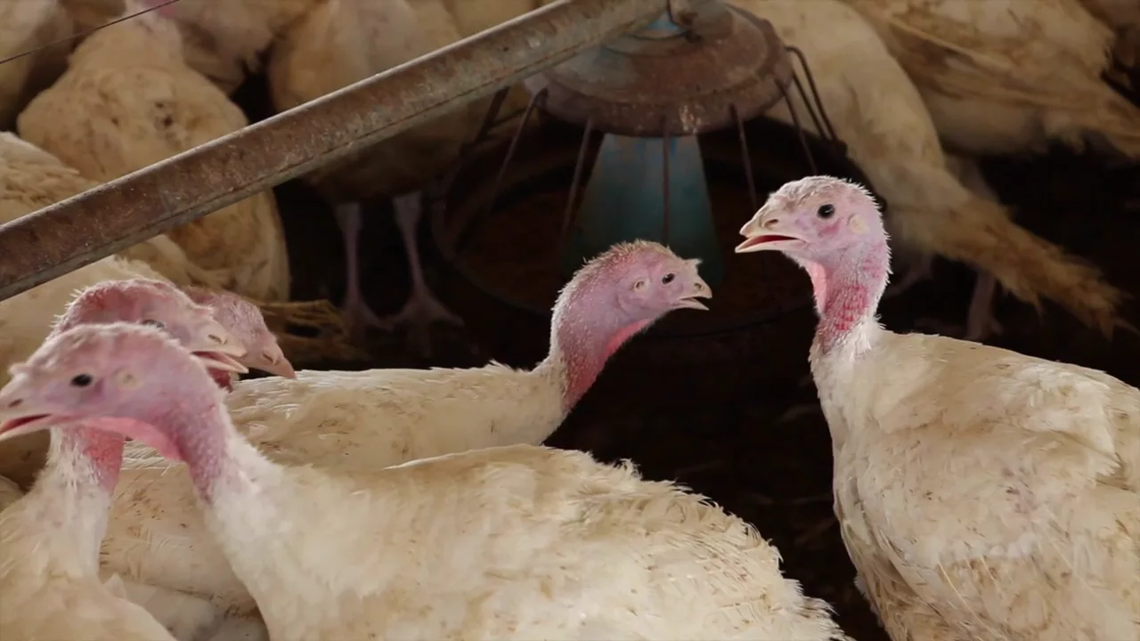 Outline Video Riverhill Farms - USPOULTRY Family Farm Environmental Excellence Award Winner