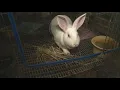 Patterson Fruit Farm in Chesterland Meeting some of their animals