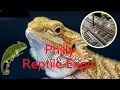 Philly reptile Expo
