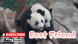 The Best Enrichment Is A Friend | iPanda
