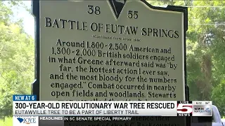 Arborists conduct rescue of 300-year-old Revolutionary War tree expanding Liberty Trail