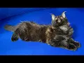 What Does an 11-Week-Old Maine Coon Do in a Playhouse