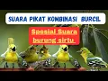 Download Lagu 🔴SUARA PIKAT KOMBINASI BURCIL 🔴 SPESIALIS SUARA BURUNG SIRTU