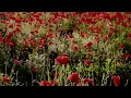9 H Blossoming Field of Poppies for Calming Relaxing Meditation Stress Relief Sleep Study