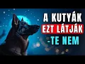 Download Lagu 11 Furcsa Dolog, amit csak a Kutyák Látnak és Hallanak - De Te Nem!