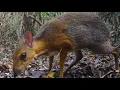 Download Lagu Mp3. Kancil atau Napu dalam Hutan