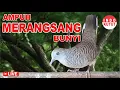 Lagu suara burung Perkutut Lokal Gacor di alam liar manjur buat masteran