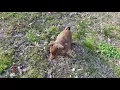 Okoye - my new chocolate lab-pitbull mix