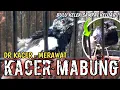 Download Lagu JANGAN SALAH !! MERAWAT KACER MABUNG | DR KACER