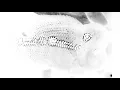 The Brandals - RETORIKA