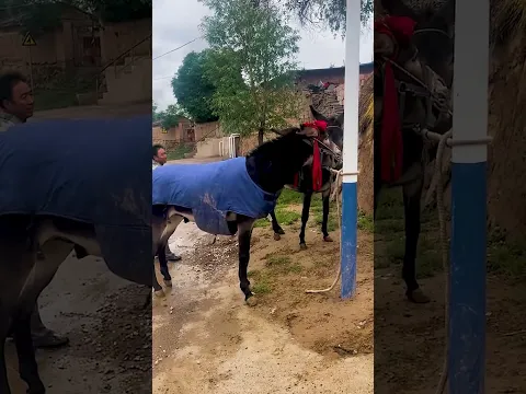 Funniest Donkey Ever Donkey Training the fun way 268