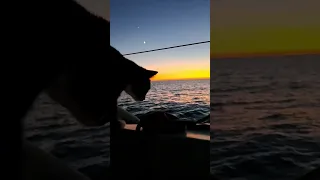 A purrfect sunset! 🤩🐈‍⬛️ #sailinglife #liveaboard #cat #yachtlife #boatlife #sunset #żeglarstwo