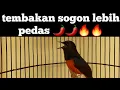 Download Lagu muraibatu isian burcil sogok ontong dll suara tajam |pancingan murai batu |shama bird