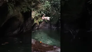 Dog Loves to Jump into Jungle Waters 🍃 #boatdog #dog #trinidad