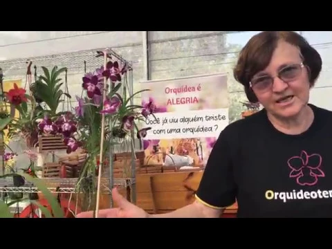 O QUE VOCÊ NÃO DEVE FAZER COM SUA ORQUÍDEA