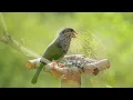 Bird Chirping Sound - 24 Hours of Beautiful Birds (No Music) Relaxing Nature With Birds Singing
