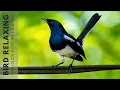 Download Lagu Bird Chirping Sound - 24 Hours of Beautiful Birds (No Music) Relaxing Nature With Birds Singing
