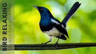 Bird Chirping Sound 24 Hours Of Beautiful Birds No Music Relaxing Nature With Birds Singing 