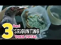 Download Lagu CARA MENGEVOERKAN SEMUA JENIS BURUNG SRIGUNTING