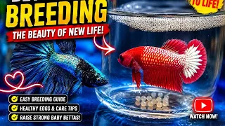 breeding the beautiful of new life animals tv show animalstvshow breeding betta bettafish 