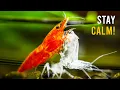 Your Aquarium Shrimp Is About To MOLT Here s What Happens Next