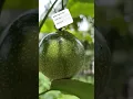 Download Lagu Fruit in the garden harvested #music #musicheal thyfood #healthy #fruit