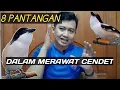 Lagu HAL YANG HARUS DIHINDARI DALAM MERAWAT BURUNG CENDET