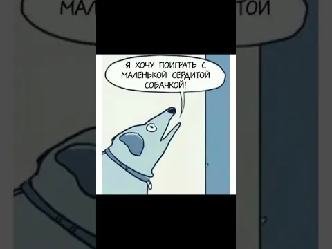 Маленькая сердитая собачка
