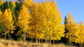 Blessed assurance, Jesus is mine! (Instrumental) peaceful sunrise series Hymn arranged by Tim Janis