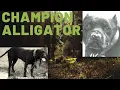 THE UGLIEST AMERICAN PITBULL TERRIER Champion Alligator