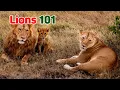 Lions 101 How to Identify Them