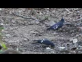 Download Lagu Black Baza (Aviceda leuphotes), Cambodia. 20160307_163238.m2ts