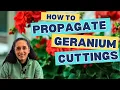 Download Lagu Easy Geranium Propagation | How To Grow Geraniums From Cuttings || Budget Gardening