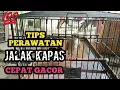 TIPS MERAWAT BURUNG JALAK KAPAS CEPAR GACOR RAJIN BUNYI