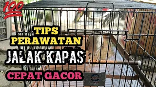 Download TIPS MERAWAT BURUNG JALAK KAPAS CEPAR GACOR RAJIN BUNYI MP3