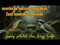 Download Lagu Masteran fuul tembakan 🔥 brinji tungir dan jinjing petulak 