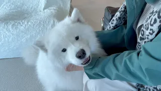 Seeing Grandma and Grandpa After 3 Years, My Dog Goes Absolutly Wild