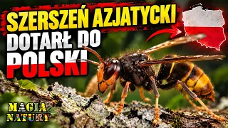 Inwazja Ruszyła? - Pierwsze Gniazdo Szerszenia Azjatyckiego w Polsce!