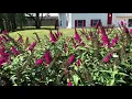 Miss Molly Butterfly Bush gardencrossings com