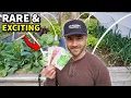8 Rare and Exciting Veggies That Bring Fun Back to Gardening