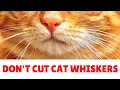 9 Reasons Why Trimming a Cat s Whiskers is a Bad Idea