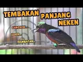 Download Lagu KOLIBRI NINJA GACOR TEMBAKAN PANJANG NEKEN CUNGKOK!!!, ZIPER!!!, RAMBATAN!!! COCOK UNTUK MASTERAN