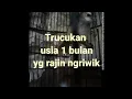 Download Lagu Burung trucuk umur 1 bulan yg rajin ngriwik #trucukmuda #anakburung  #trucukan