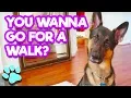 Lagu You Wanna Go For A Walk? | #thatpetlife