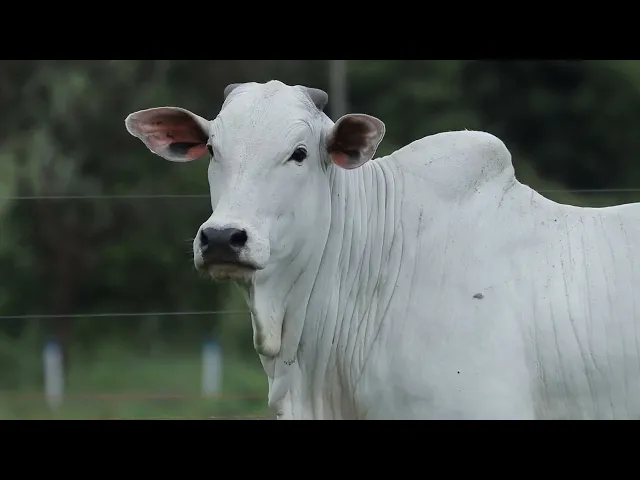 Novilha Nelore TRE - 4304