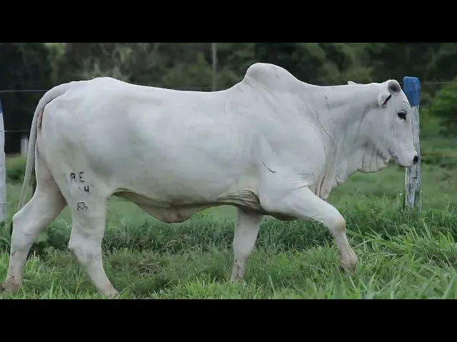 Novilha Nelore TRE - 4304