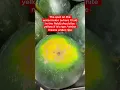 How to Pick A Homegrown Watermelon