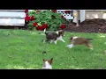 Shetland Sheepdog Puppies For Sale