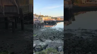 Violets fav potty spot lol . Low tide , 5:40 am  #petsofyoutube #sailing #boatlife #travel #doberman